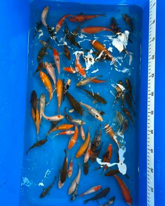 Carpe koi tosai