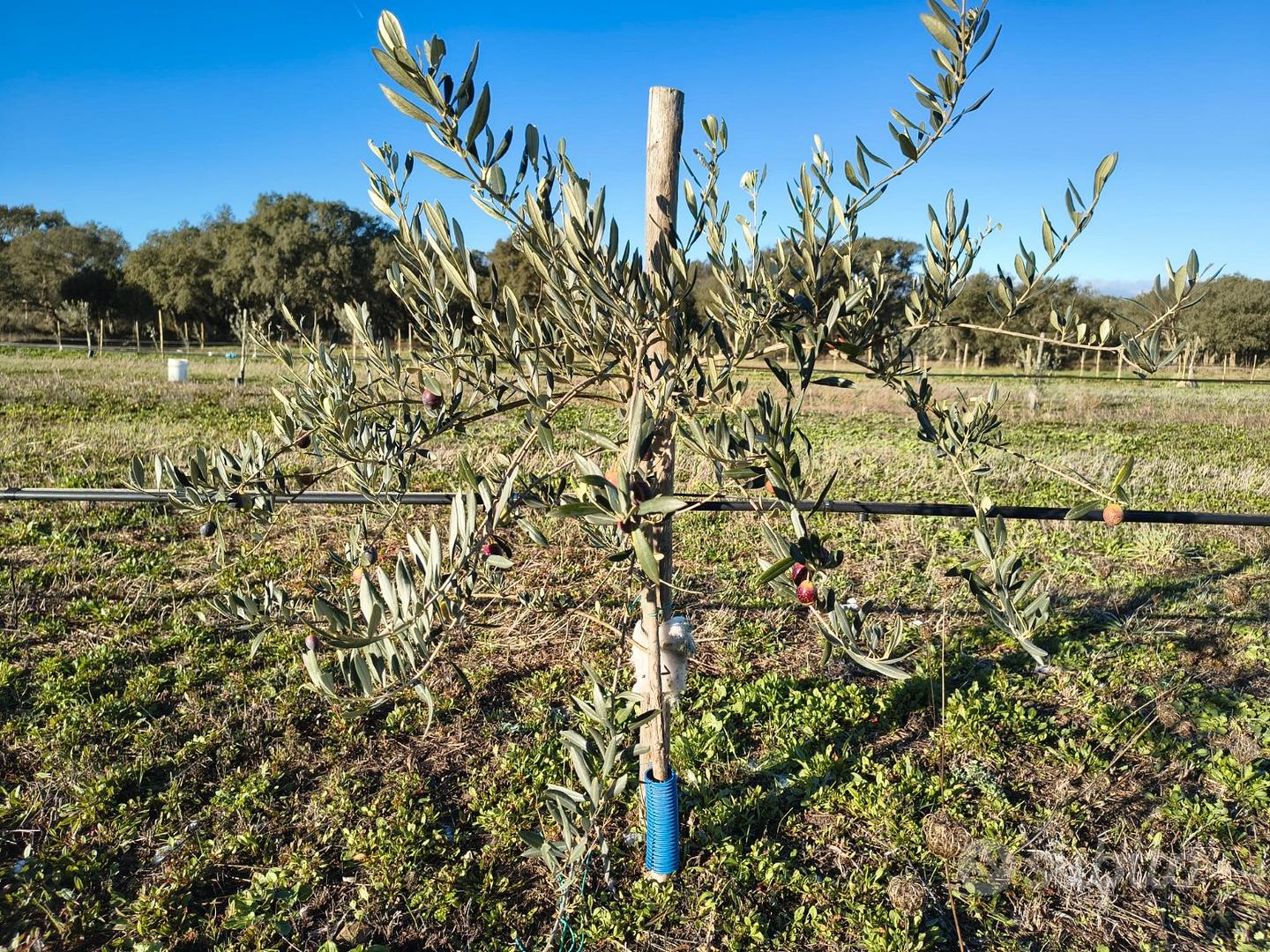 Terreno agricolo a Ploaghe - Vista 6