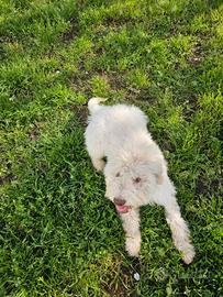 Lagotto Romagnolo cucciolo