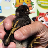 Galline ornamentali Roma Sud