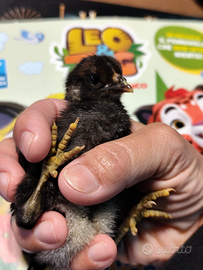 Galline ornamentali Roma Sud