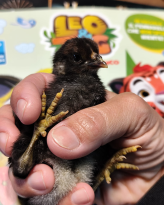 Galline ornamentali Roma Sud