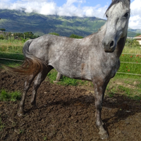 Cavallo