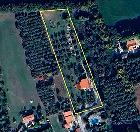 Italian Olive Farm, Adriatic Sea