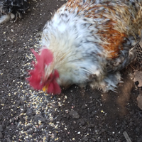 Gallo cocincina nana