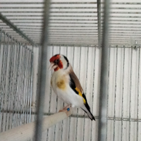 Cardellino maschio Maior