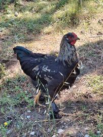 Gallo Brahma 4 mesi