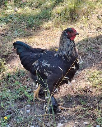 Gallo Brahma 4 mesi