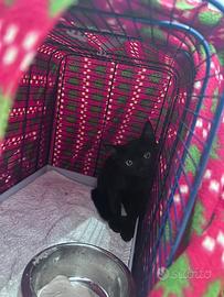 Cucciolo di gatto
