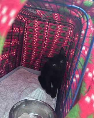 Cucciolo di gatto