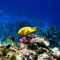 Canon ixus 60 con custodia subaquea wp-dc4