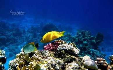 Canon ixus 60 con custodia subaquea wp-dc4