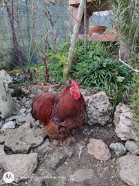 Splendido maschio cocincina nana