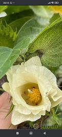 Pianta del cotone 
