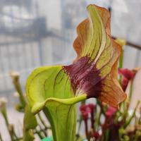 pianta carnivora sarracenia "asbo" 