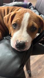 American Pitbull Terrier