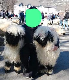 Pecore agnelli naso nero del vallese certificati