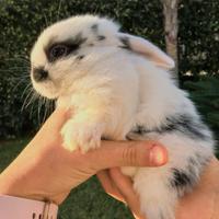 Coniglio ariete minilop