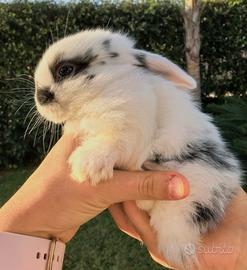 Coniglio ariete minilop