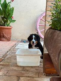 Cucciole di bovaro del bernese