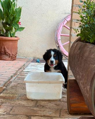 Cucciole di bovaro del bernese