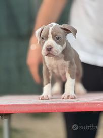 Cucciolo di pitbull