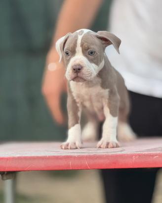 Cucciolo di pitbull