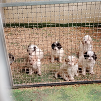 Lagotti romagnolo da tartufo