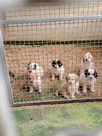 Lagotti romagnolo da tartufo