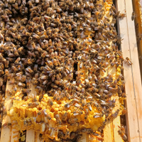 Nuclei e regine carniche