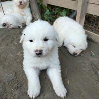 Cuccioli di pastore maremmano abruzzese