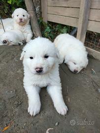 Cuccioli di pastore maremmano abruzzese