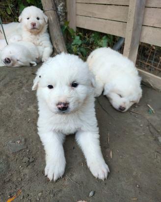 Cuccioli di pastore maremmano abruzzese