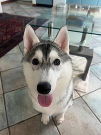 Cucciola di siberian husky