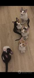 Meravigliosi gattini di tre mesi e mezzo