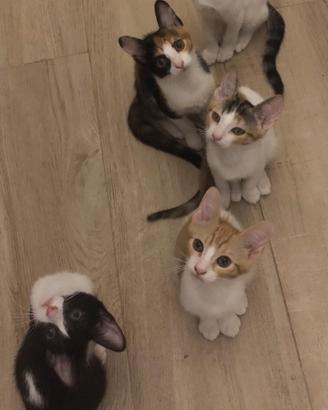 Meravigliosi gattini di tre mesi e mezzo