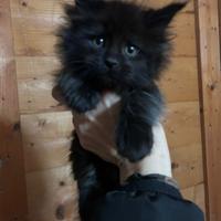 Cucciole di Maine Coon