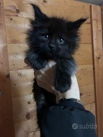 Cucciole di Maine Coon