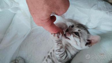 Gatto del bengala