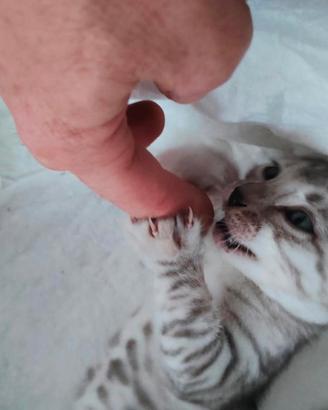 Gatto del bengala