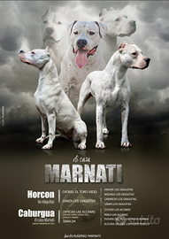 Cuccioli di dogo argentino