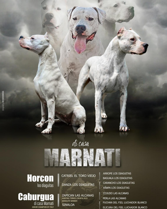 Cuccioli di dogo argentino