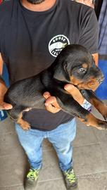 Dobermann