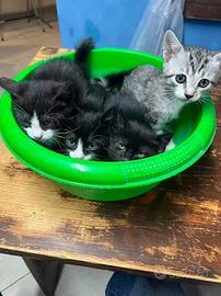 Babygatti