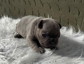 Bulldog francesi blu esotic