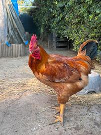 Gallo