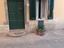 Immagine 1
