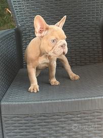 Cucciola bulldog francese Isabella merle big rope