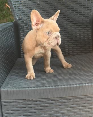 Cucciola bulldog francese Isabella merle big rope