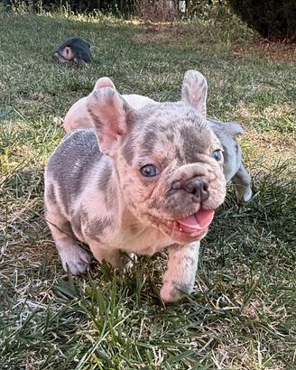 Cuccioli bulldog francese alta genealogia